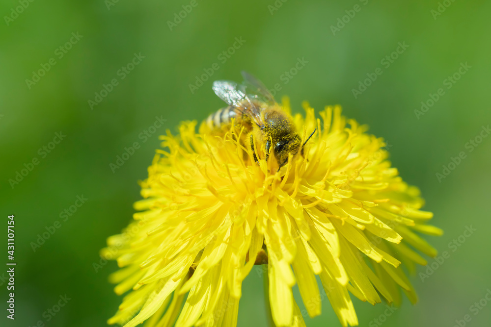 Honey bee (Apis mellifera) gathering nectar from a dandelion flower. Honey bee (Apis mellifera) gathering nectar from a dandelion flower.