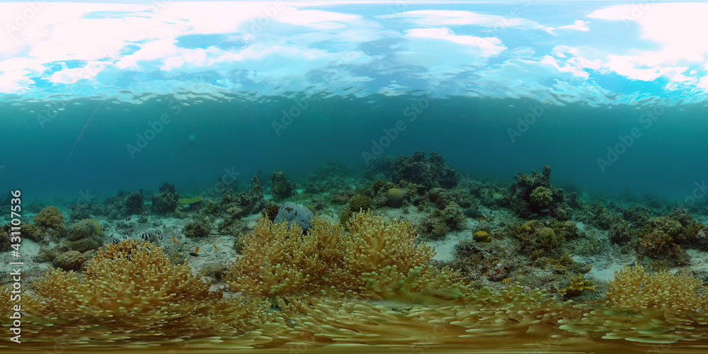 Underwater fish reef marine. Tropical colourful underwater seascape. Philippines. Virtual Reality 360.