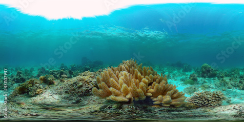 Scene reef. Marine life sea world. Underwater fish reef marine. Philippines. Virtual Reality 360.