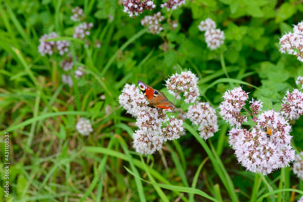 A beautiful butterfly sits on oregano flowers in a green meadow A beautiful butterfly sits on oregano flowers in a green meadow