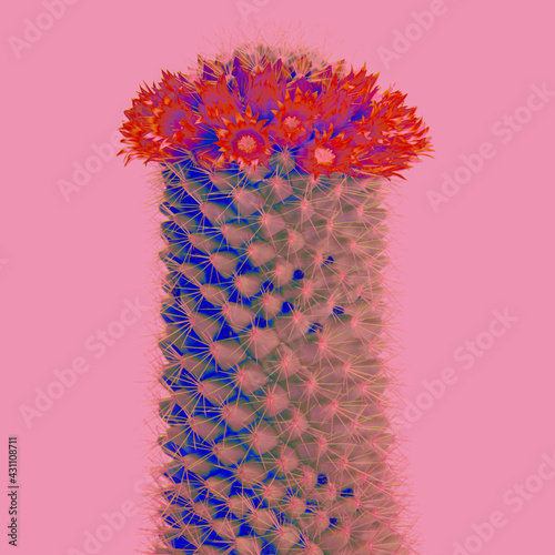 サボテン 花 赤