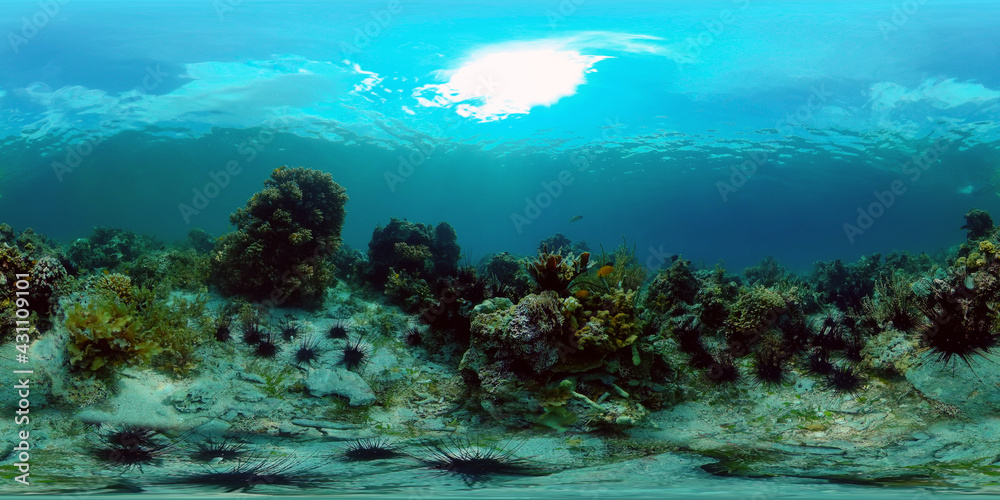 Sealife, Diving near a coral reef. Beautiful colorful tropical fish on the lively coral reefs underwater. Philippines. 360 panorama VR