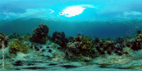 Sealife, Diving near a coral reef. Beautiful colorful tropical fish on the lively coral reefs underwater. Philippines. 360 panorama VR © Alex Traveler