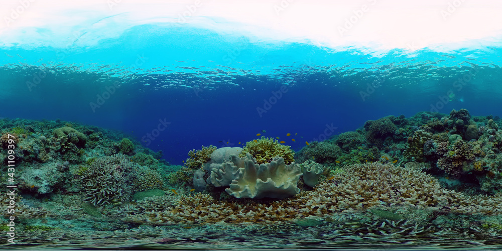 Tropical Blue Water Colorful Fishes. Tropical underwater sea fish. Philippines. Virtual Reality 360.