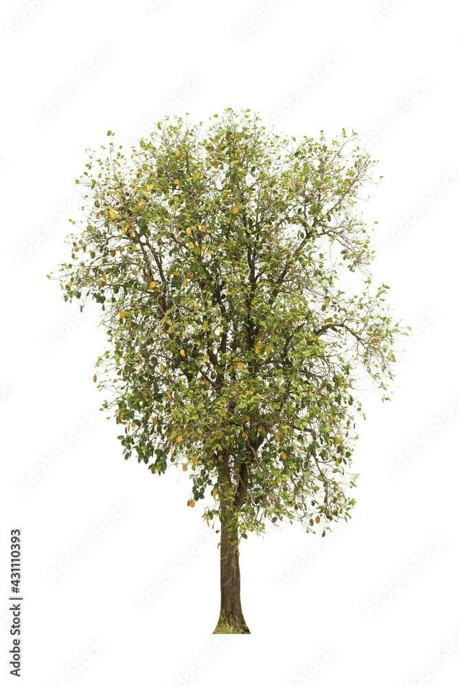 tree side view isolated on white background for landscape and architecture layout drawing, elements for environment and garden