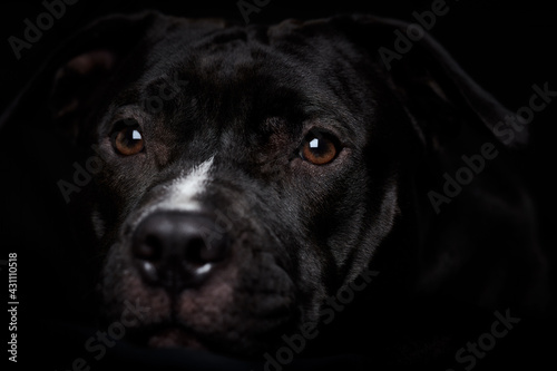 American pit bull terrier on dark background. Close up. 