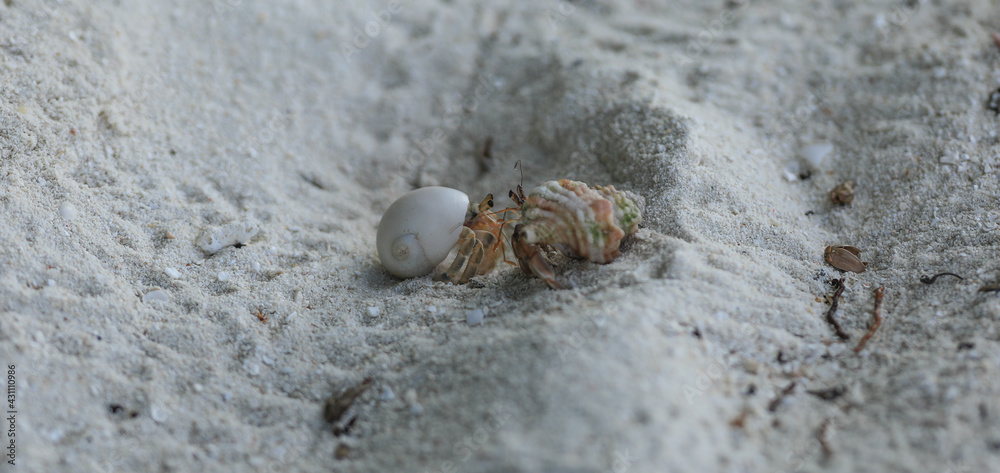 sea crab on white sand on a tropical island