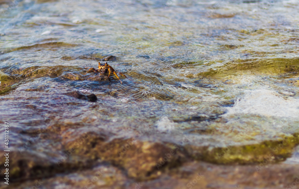 Close up shot of a crabs in the water. Nature