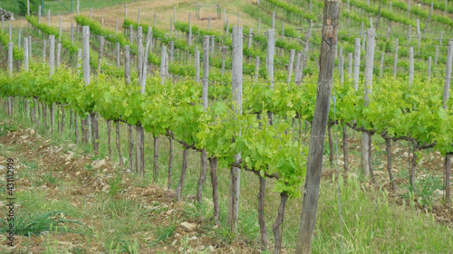 Un vigneto nella regione vinicola del Chianti in Toscana.
