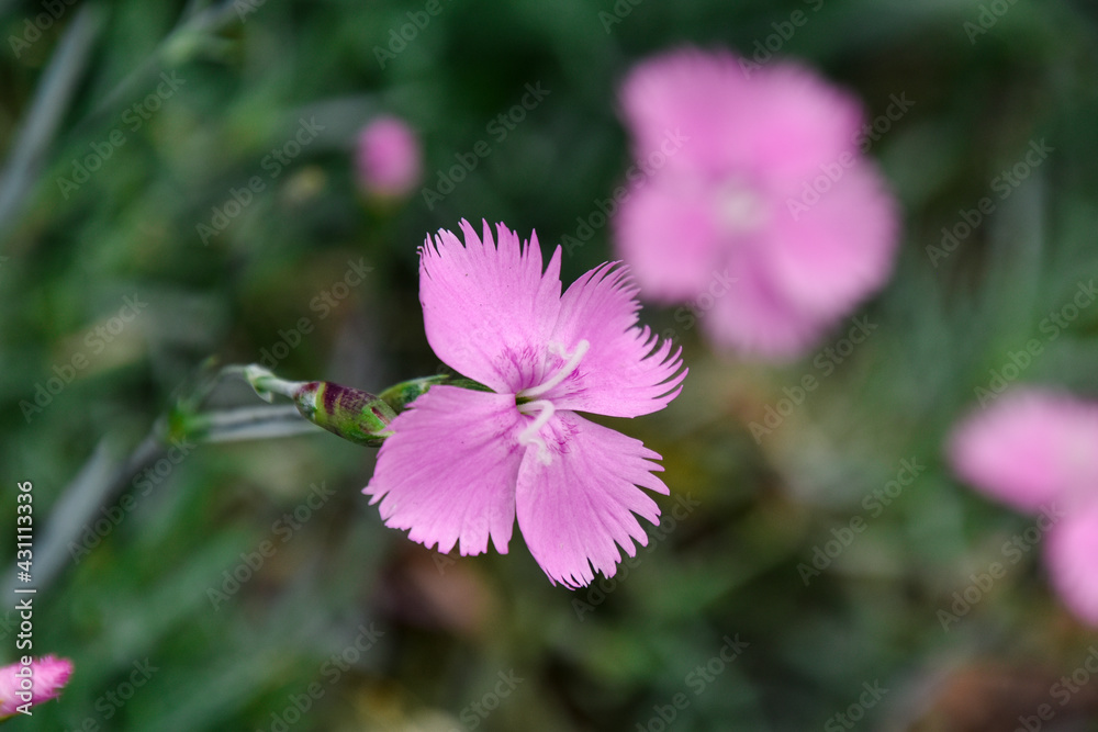 pink flowers pink flowers