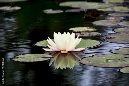 white water lily