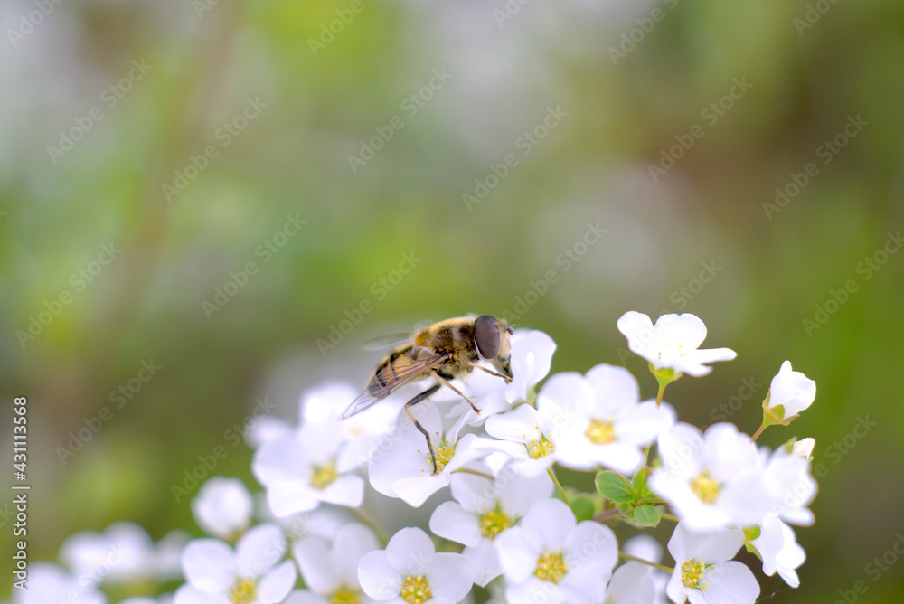 ユキヤナギに留まる虻 ユキヤナギに留まる虻