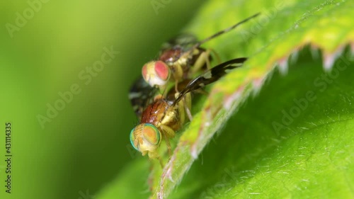 Celery Leaf Mining Fly, Celery Fly, Hogweed Picture-Wing Fly, Euleia heraclei - pair during copulation photo