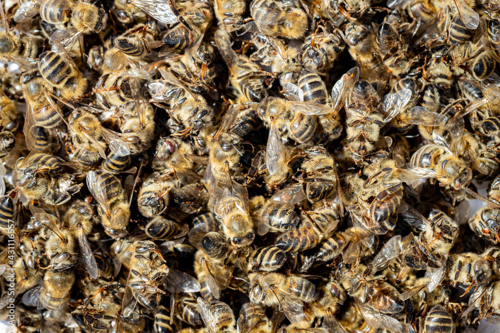 Dead bees covered with dust and mites on an empty from a hive