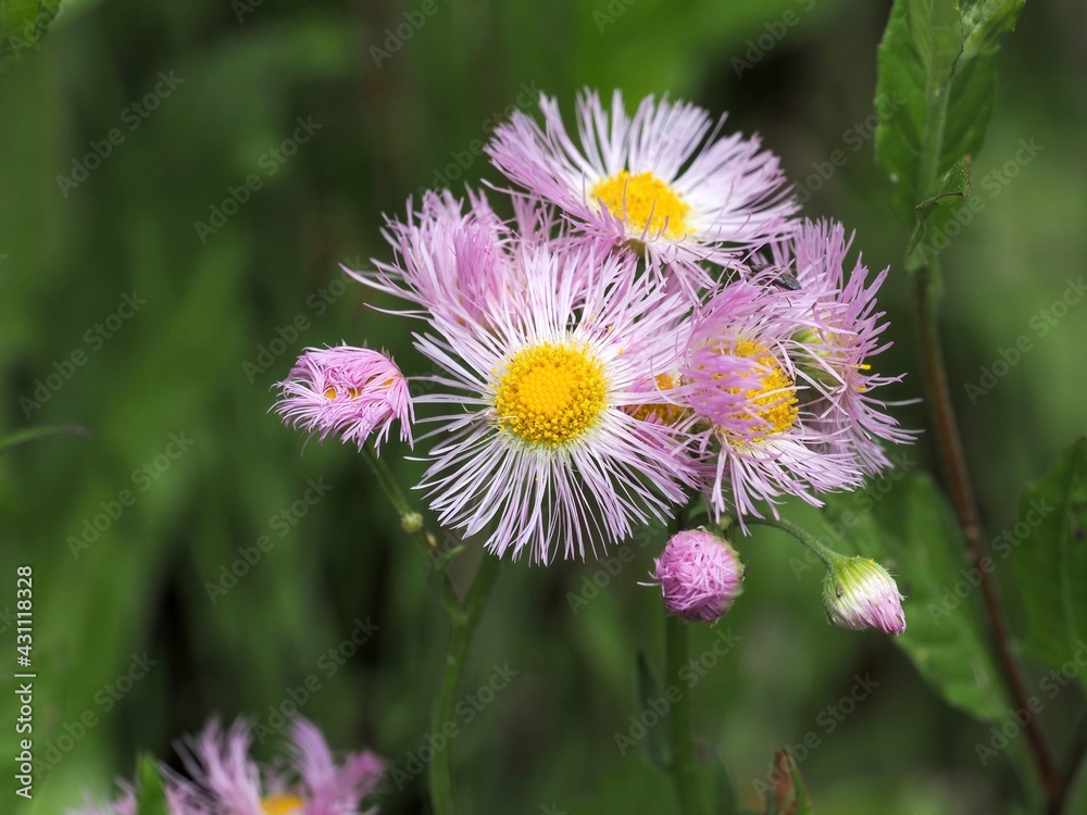 Obraz premium 光を浴びて輝く満開の薄紅色のハルジオン