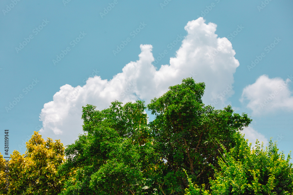 Obraz premium blue sky with clouds and tree background 