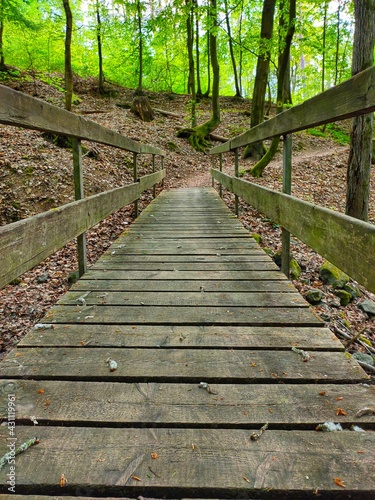 wooden bridge in the woods