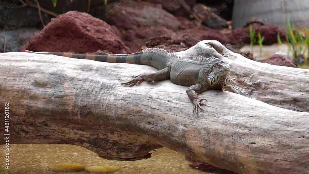 Large wild iguana in slow motion 250fps Large wild iguana in slow motion 250fps