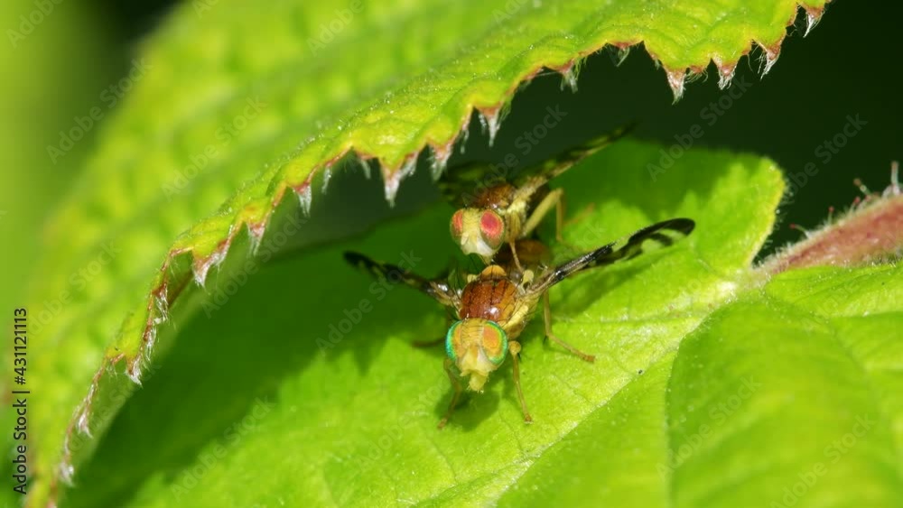 Celery Leaf Mining Fly, Celery Fly, Hogweed Picture-Wing Fly, Euleia heraclei - pair during copulation Celery Leaf Mining Fly, Celery Fly, Hogweed Picture-Wing Fly, Euleia heraclei - pair during copulation