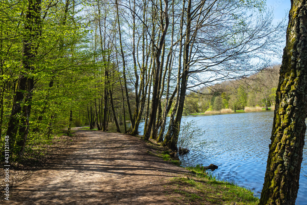 Waldweg am Weiher