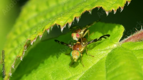 Celery Leaf Mining Fly, Celery Fly, Hogweed Picture-Wing Fly, Euleia heraclei - pair during copulation photo