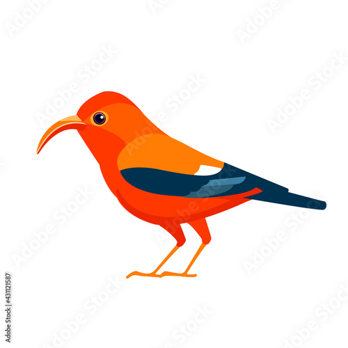 Red bird iiwi Hawaiian honeycreeper. Endangered birds cartoon flat style beautiful character of ornithology, vector illustration isolated on white background