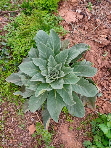 close up of a plant
