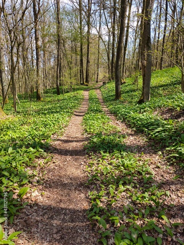 footpath in the park