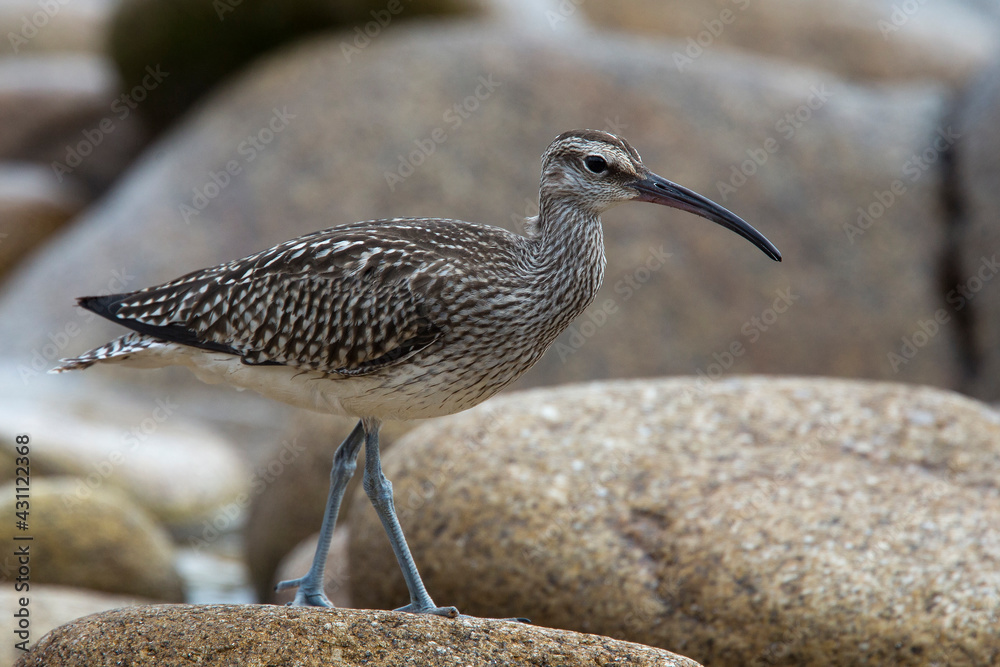 Obraz premium Eurasian Whimbrel (Numenius phaeopus) on stony beach, St. Mary's Scilly Isles, Cornwall, UK.