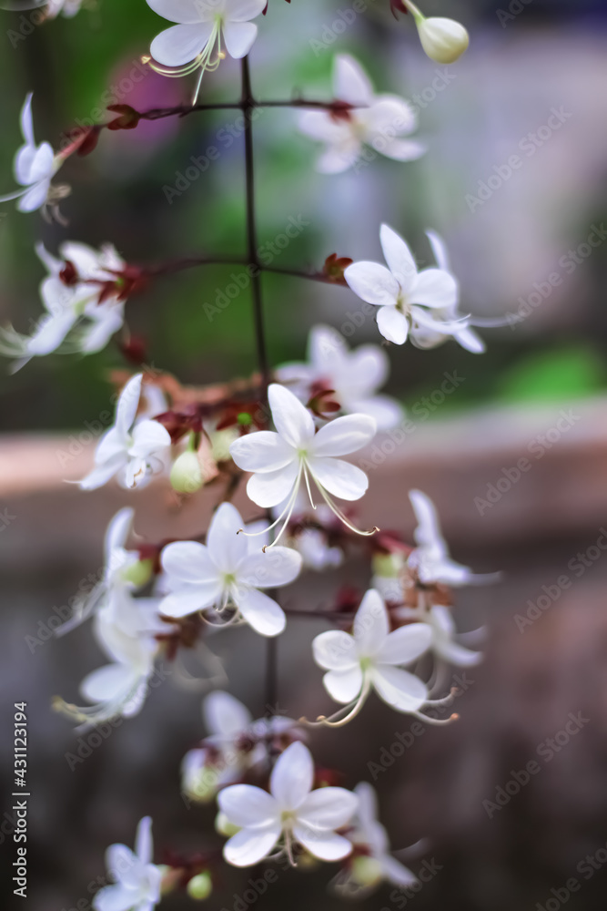 Cestrum nocturnum flower , white night blooming jasmine or lady of the night in garden background Cestrum nocturnum flower , white night blooming jasmine or lady of the night in garden background