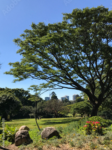 landscape with trees