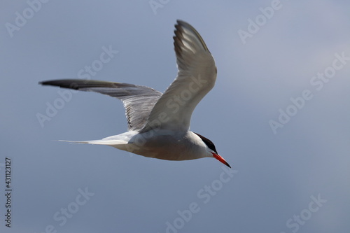 common tern © Thomas