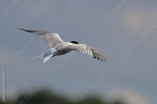 common tern © Thomas