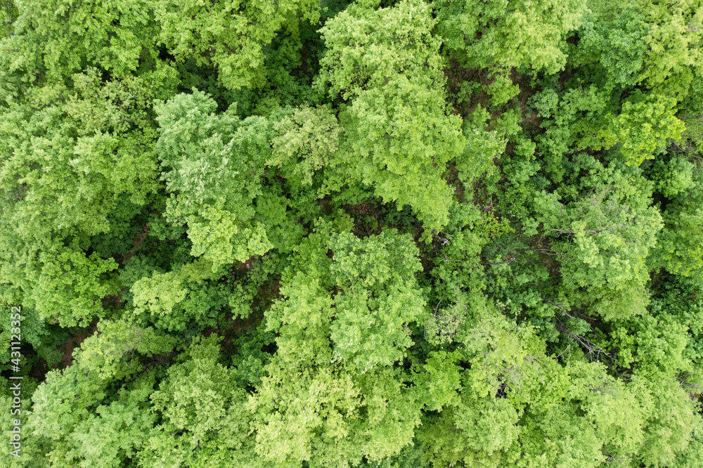 View from above, stunning aerial view of a forest surrounded by a beautiful lush vegetation with green oak trees. Natural background.