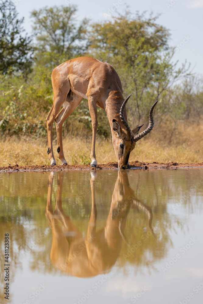 Impala ram drinking with reflection on water Impala ram drinking with reflection on water