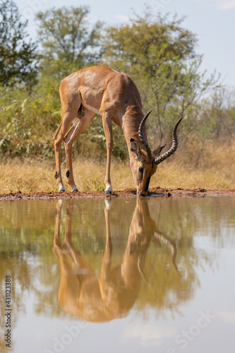 Impala ram drinking with reflection on water