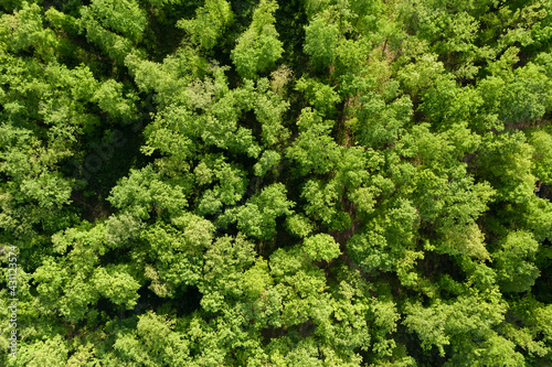 Obraz na płótnie View from above, stunning aerial view of a forest surrounded by a beautiful lush vegetation with green oak trees. Natural background. w salonie