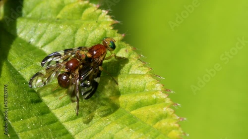 Celery Leaf Mining Fly, Celery Fly, Hogweed Picture-Wing Fly, Euleia heraclei - pair during copulation photo