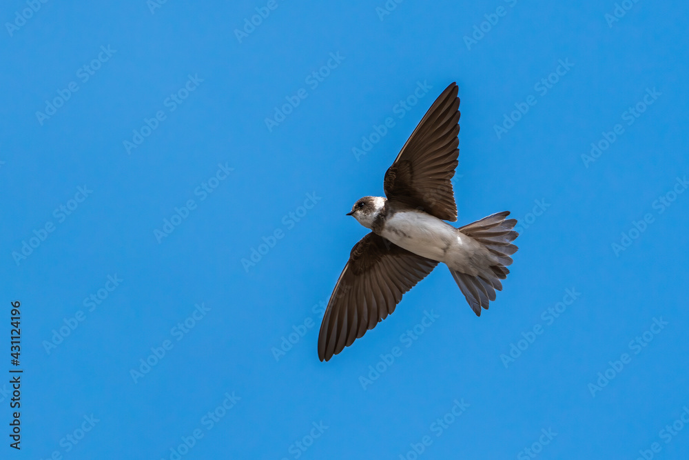Fototapeta premium Sand Martin (Riparia riparia) in flight with a blue sky and copy space, a migrating bird that can be found flying in the UK in the spring from March or April and is known as the Bank Swallow