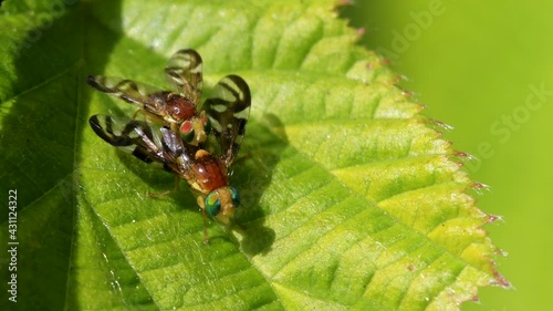 Celery Leaf Mining Fly, Celery Fly, Hogweed Picture-Wing Fly, Euleia heraclei - pair during copulation photo