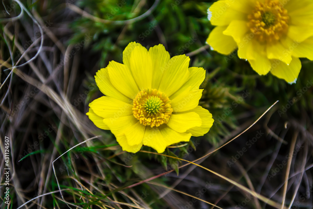 Fototapeta premium Wildflowers, Adonis spring. The first flowers of spring, the beginning of a new life. The concept of a bright new, yellow life.