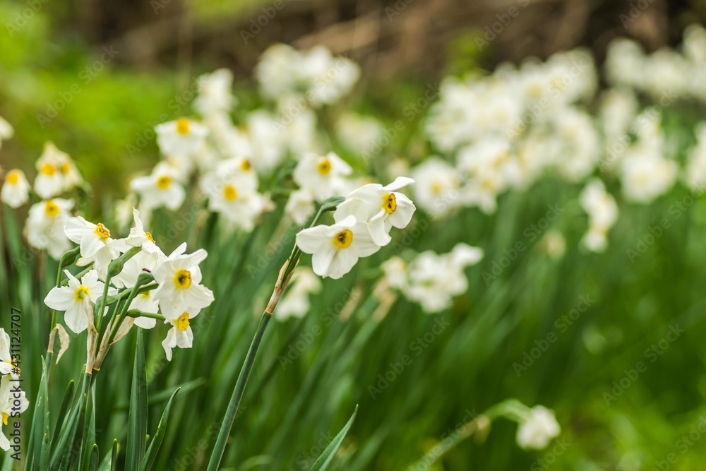 White narcissus with a yellow core bloom in the garden in April. A large field of narcissus. Spring white and yellow flowers. White narcissus with a yellow core bloom in the garden in April. A large field of narcissus. Spring white and yellow flowers.