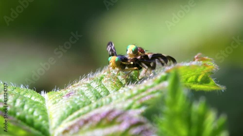 Celery Leaf Mining Fly, Celery Fly, Hogweed Picture-Wing Fly, Euleia heraclei - pair during copulation photo