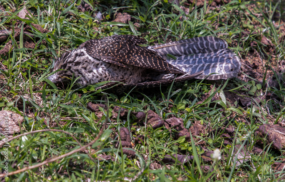 Dead bird lying on the grass in the park. Corpse of a bird. Selective focus.