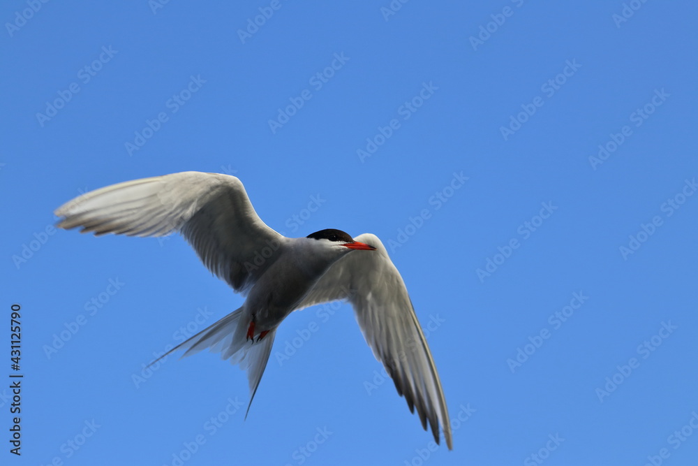 Fototapeta premium common tern 