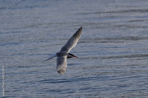 sterna hirundo
 photo