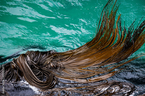 Kelp field in the sea off the Otago peninsula in New Zealand photo