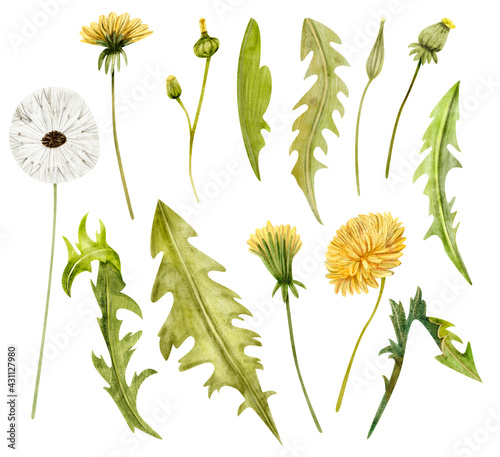 Watercolor floral set of dandelions