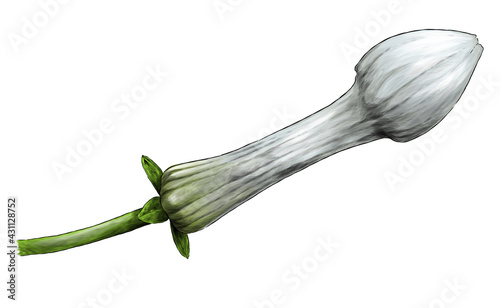 unopened jasmine bud side view, sketch vector graphics color illustration on white background
