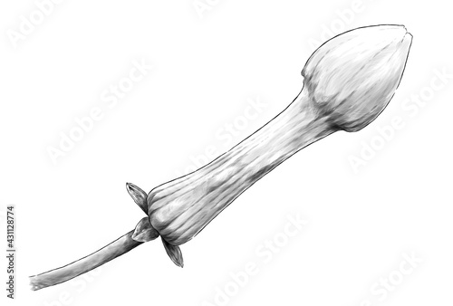 unopened jasmine bud side view, sketch vector graphics monochrome illustration on white background